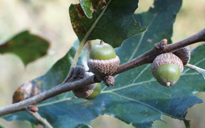 Post oak acorns on branch